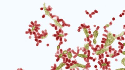 Influenza virus