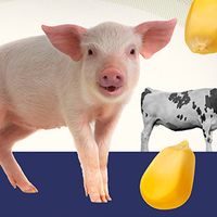 A photo illustration of a pink piglet standing in front of a Holstein cow with floating corn kernels surrounding them on a white and blue background.